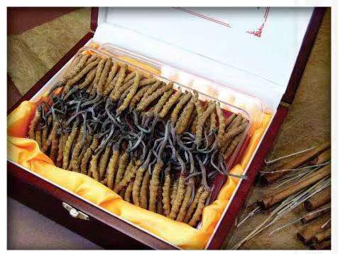 汉中冬虫夏草回收